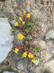 Sedum divergens