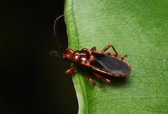 Ectrychotes comottoi