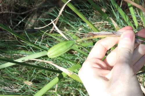 Image of Dietes grandiflora by (c) Thomas Mesaglio, some rights reserved (CC BY)
