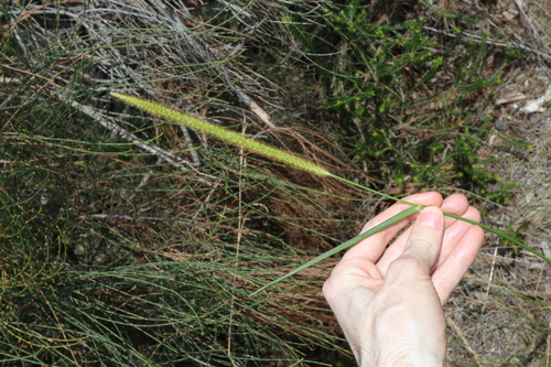 Setaria sphacelata iNat (2)