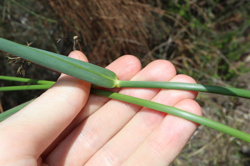 Image of Setaria sphacelata by (c) Thomas Mesaglio, some rights reserved (CC BY)