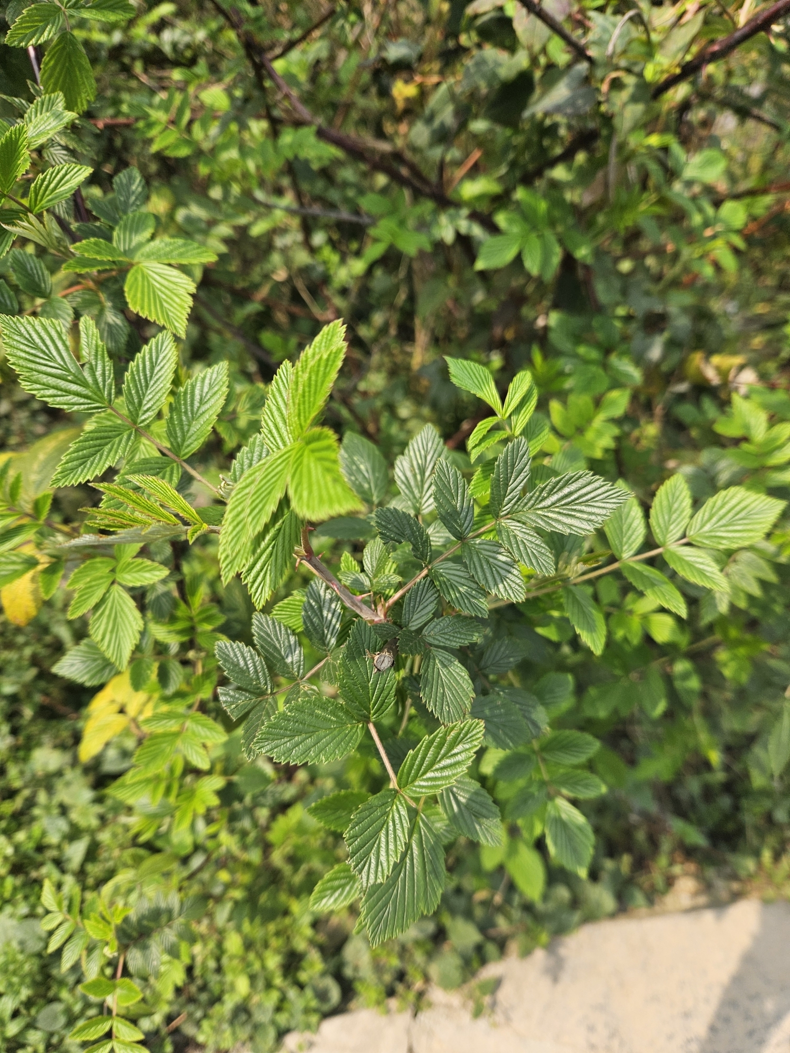 Rubus niveus (Rubus niveus)