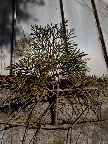 Calocedrus decurrens iNat (1)