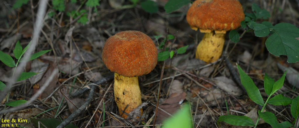 Rugiboletus extremiorientalis · August 2019 · photo: © pintail (iNaturalist, cc-by)