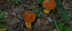 Rugiboletus extremiorientalis