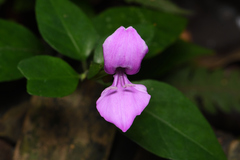 Dicliptera tinctoria