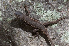 Sceloporus virgatus