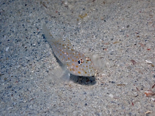 Fusigobius pallidus observed 2025-02-28