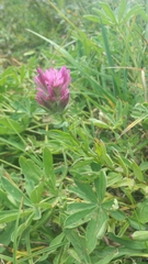 Castilleja parviflora olympica