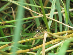 Merodon constans