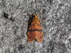 Miltochrista arcuata