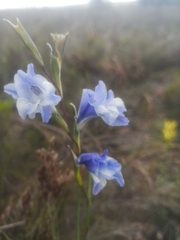 Gladiolus gracilis
