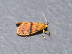 Miltochrista arcuata
