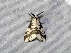 Lemyra