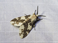 Lemyra