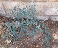 Capparis zoharyi