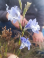 Gladiolus gracilis
