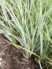 Leymus arenarius