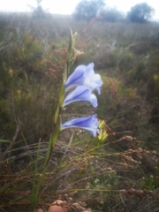 Gladiolus gracilis
