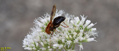 Volucella linearis