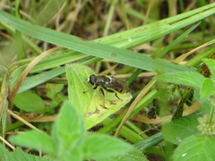 Merodon constans