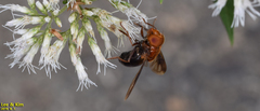 Volucella linearis