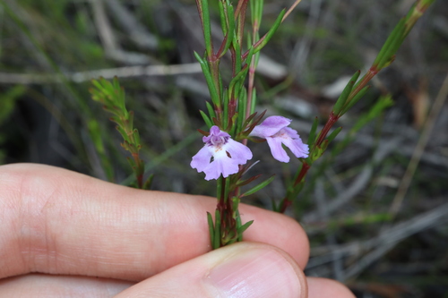 Image of Hemigenia purpurea by (c) Thomas Mesaglio, some rights reserved (CC BY)