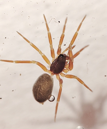 Walckenaeria cucullata