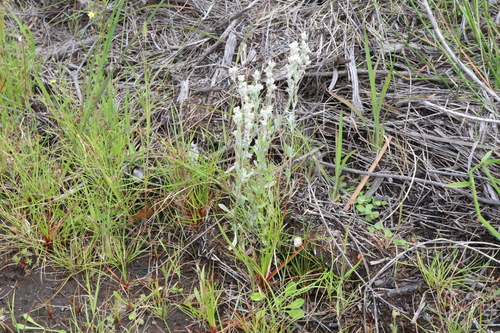 Image of Vellereophyton dealbatum by (c) Thomas Mesaglio, some rights reserved (CC BY)
