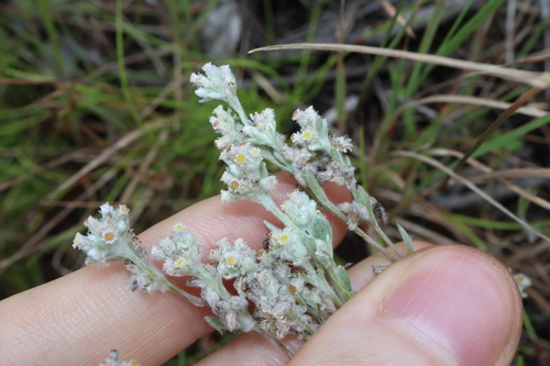 Image of Vellereophyton dealbatum by (c) Thomas Mesaglio, some rights reserved (CC BY)