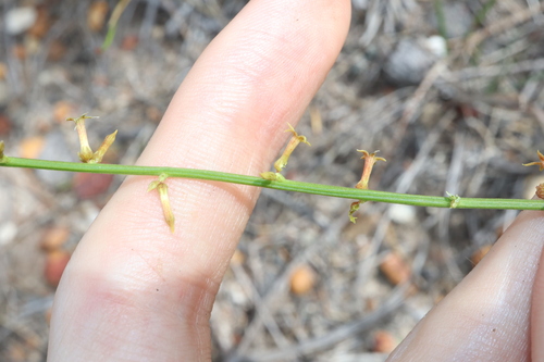 Image of Stackhousia viminea by (c) Thomas Mesaglio, some rights reserved (CC BY)
