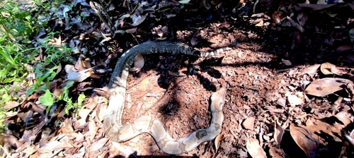 Boa Constrictor