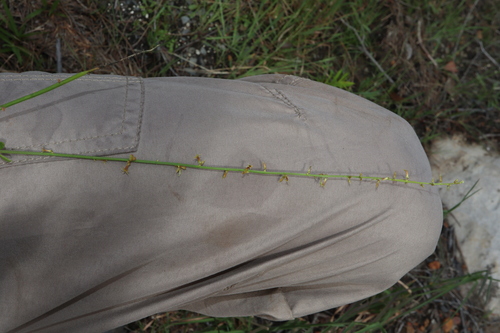 Image of Stackhousia viminea by (c) Thomas Mesaglio, some rights reserved (CC BY)