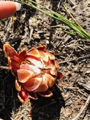 Protea subulifolia