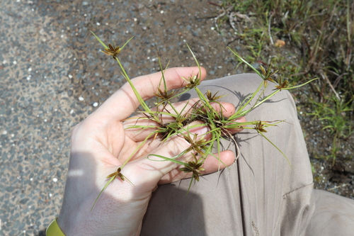 Image of Cyperus flavescens by (c) Thomas Mesaglio, some rights reserved (CC BY)