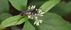 Xylotrechus cuneipennis