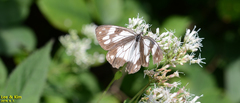 Melanargia epimede