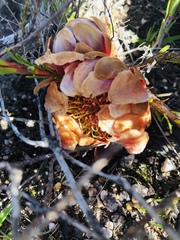 Protea subulifolia