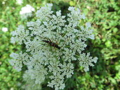 Strangalia attenuata