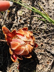 Protea subulifolia