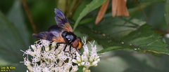 Volucella nigricans