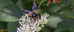 Volucella nigricans