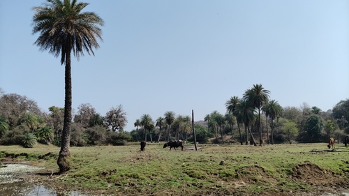 sugar date palm