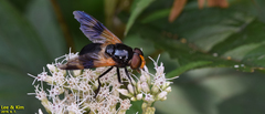 Volucella nigricans