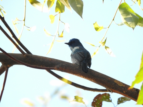 Nilgiri Flycatcher (Eumyias albicaudatus), photo 4