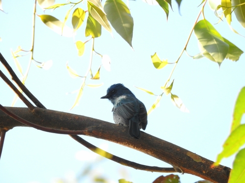 Nilgiri Flycatcher (Eumyias albicaudatus), photo 5