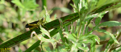 Megaulacobothrus aethalinus