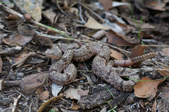 Crotalus lepidus klauberi