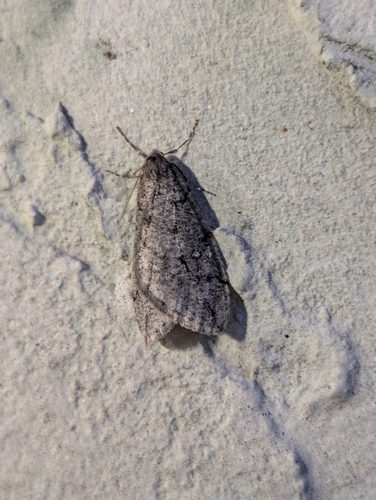 White-spotted Cankerworm Moth photo 2