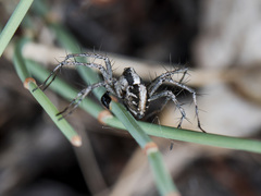 Oxyopes globifer